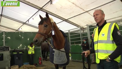 Des chevaux et des ailes