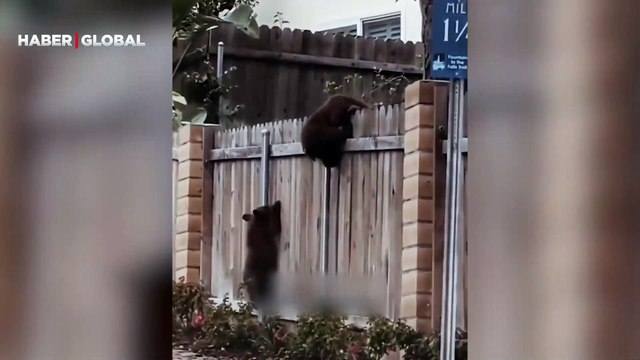 Anne ayının büyük azmi sosyal medyada büyük ilgi gördü... İki yavrusunu çitlerin üzerinden ağzıyla böyle geçirdi