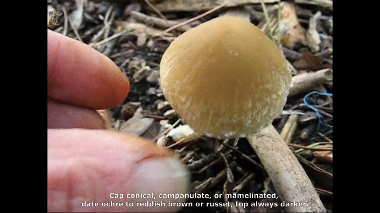 Psathyrella artemisiae. Champimaginatis. English Text