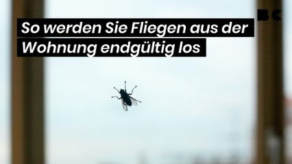 So werden Sie Fliegen aus der Wohnung endgültig los