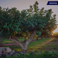 Les aliments que Jésus consommait