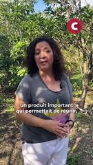 Domaine du Café Grillé : ils cultivent un café rare et d'exception pour « perpétuer la tradition de La Réunion »