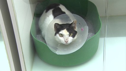 관악구 고양이도 고병원성 AI 확진..."방역 조치 강화" / YTN