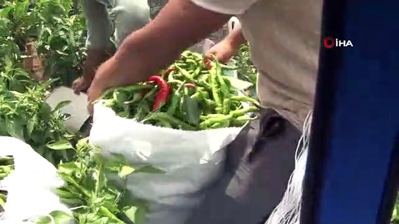 La récolte d'Elm Pepper, le cher ami du pan liv...