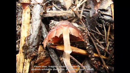 Psathyrella bipellis. Champimaginatis. English Text