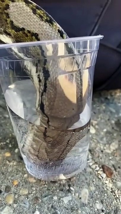 Una serpiente tomando agua