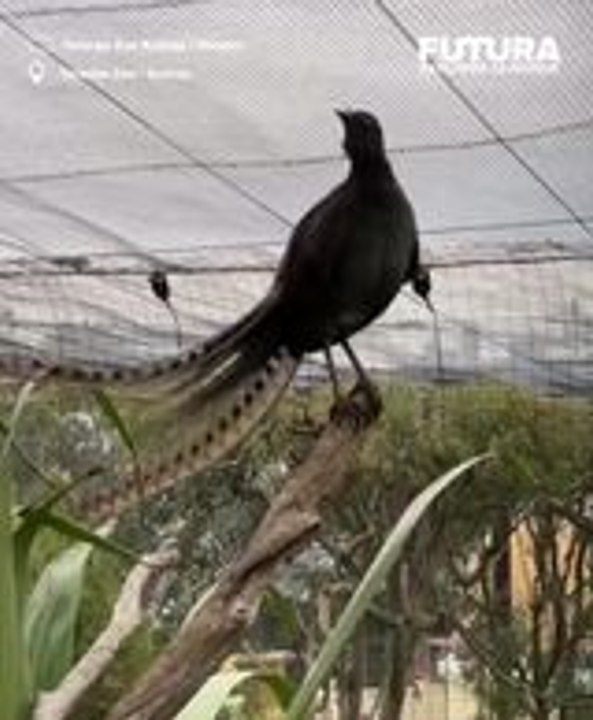 Les chants éblouissants de l'oiseau-lyre en Australie ! 