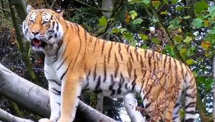 Unbelievable ! This Tiger Approached The Crocodile River And Tragic End For Tiger