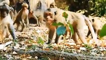 Unbelievable, Monkey Saves His Friend From Giant Python