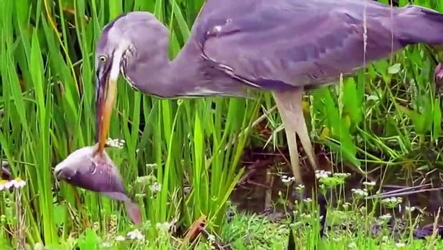 Yi Fan Uses Bread To Fish Amazing exotic birds Fishing Blue Herons with bread