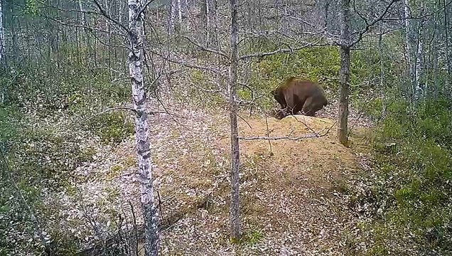 Wolf Vs Grizzly Bear , Wolf Was Attacked To Death By Grizzly Bear For Stealing Prey