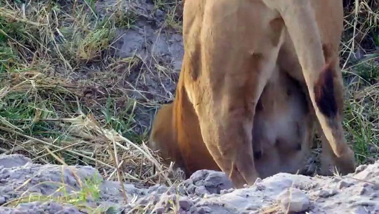 Wild boar madly bit the lion to save the baby, the hyena suddenly appeared, making the lion cry