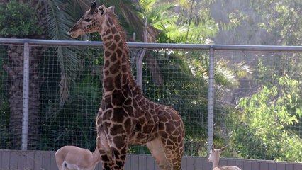 Training Giraffe Calves to Step on Special Scales Is Tough But Doable