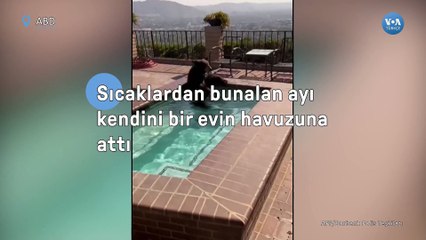 Sıcaklardan bunalan ayı kendini bir evin havuzuna attı
