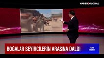 Korku dolu anlar! Demir telleri aşan boğalar seyircilerin arasına daldı