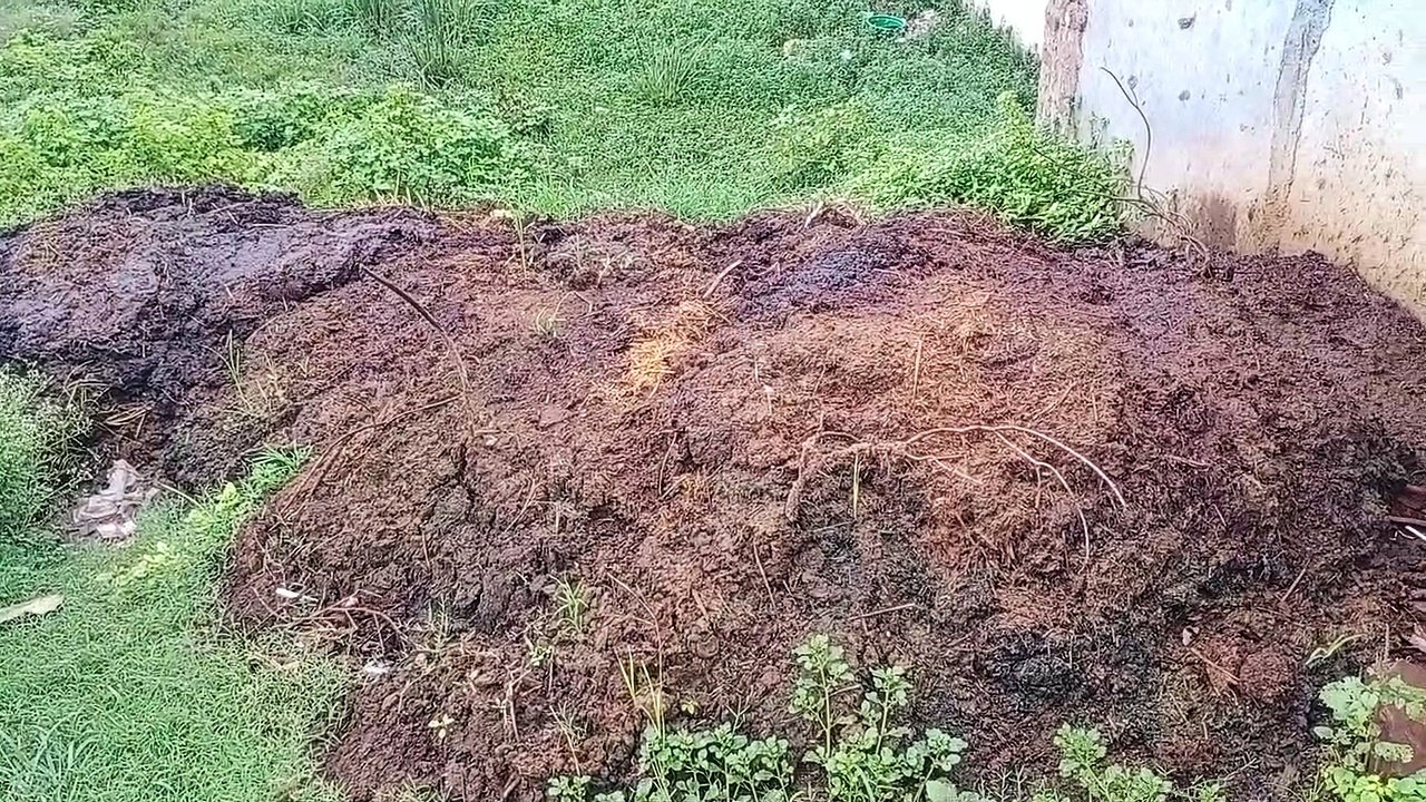 रुपए में बिकने वाले गोबर से बना रही 3 कंडे , मि...