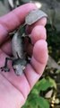 The satanic leaf-tailed gecko. #shorts #reels