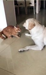 “Cats are smarter than dogs "