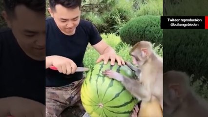 Vídeo fofo: homem e macaco dividem uma deliciosa melancia