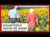 Agricultor planta 1 milhão de girassóis para a esposa pelo aniversário de 50 anos de casamento