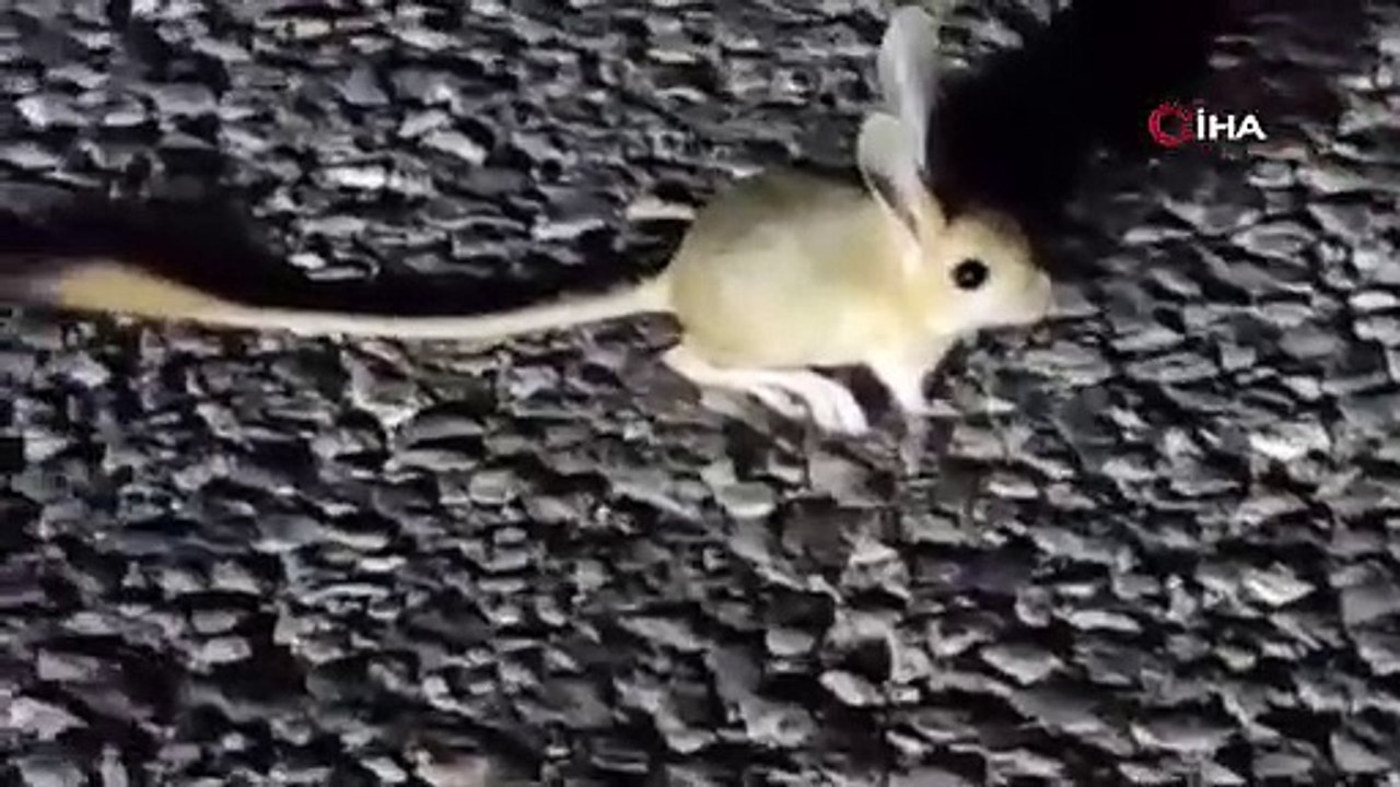 Kırmızı listede bulunuyor! Tunceli’de görüntülendi