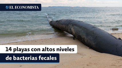 Download Video: ¿De vacaciones? Cofepris reporta las 14 playas de México con altos niveles de bacterias fecales