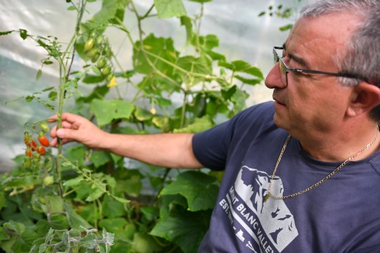 Les secrets de Manuel pour de belles et grosses tomates