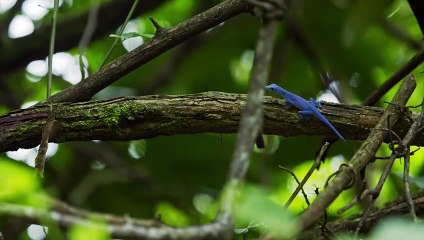 3 Way Battle Blue Anole, Basilisk & Boa Constrictor  Gorgona Snake Prison Island   Smithsonian (2)