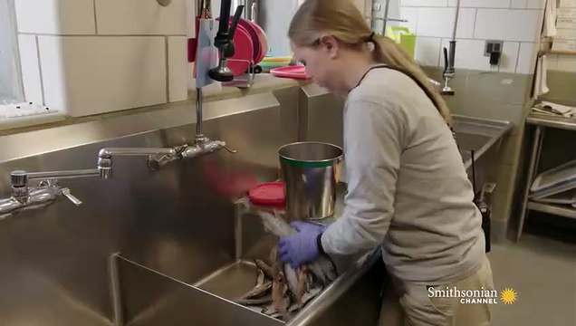 ​Wild Inside the National Zoo Sea Mammal Smarts