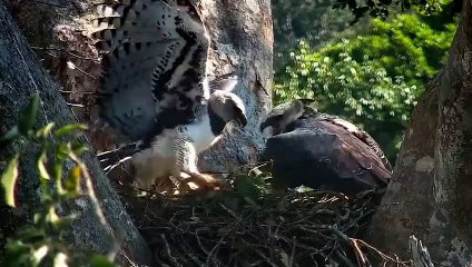 11 Surprising Facts About Amazon Animals  Smithsonian Channel