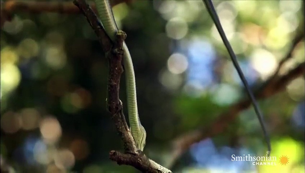 A Black Mamba Baby's First Kill