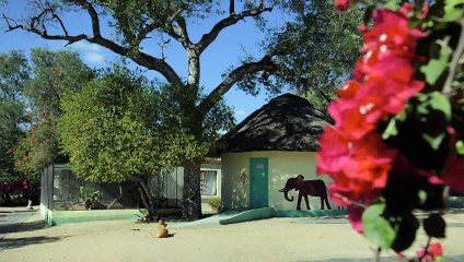 A Common Marmoset Becomes a Substitute Parent  Amazing Animal Friends   Smithsonian Channel