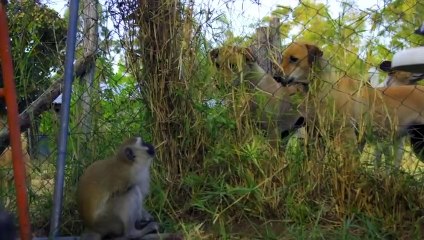 A Vervet Monkey Befriends Some Hostile Dogs  Amazing Animal Friends   Smithsonian Channel