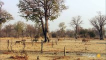 An Angry Hippo Charges a Trespassing Lion