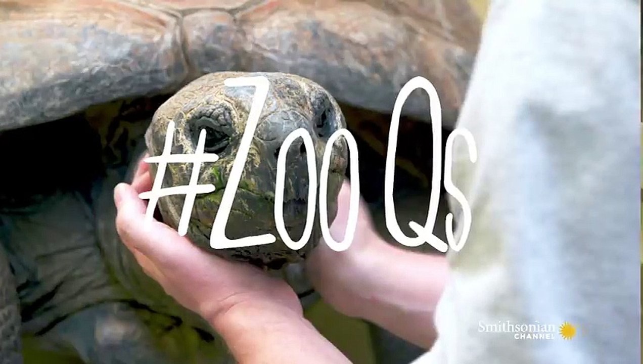 Do Tortoises Like Being Touched