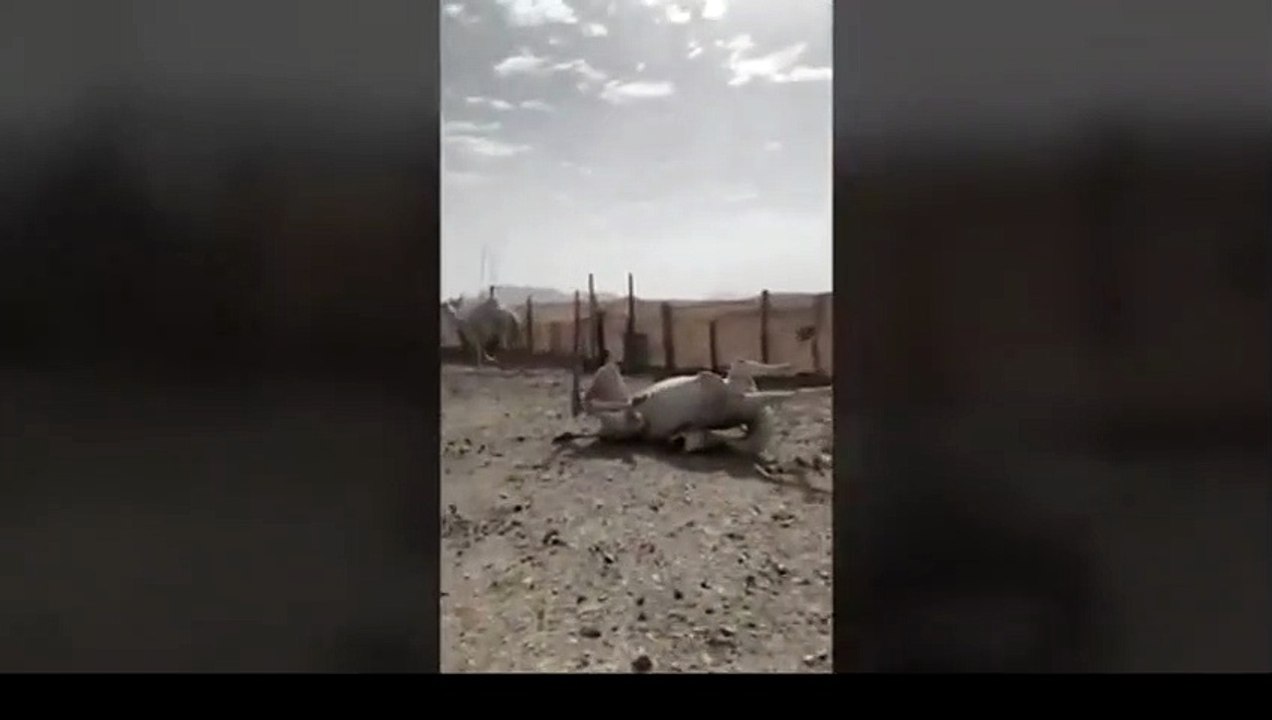 Camel