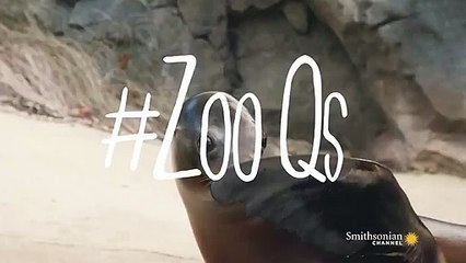 How Are Seals Different from Sea Lions