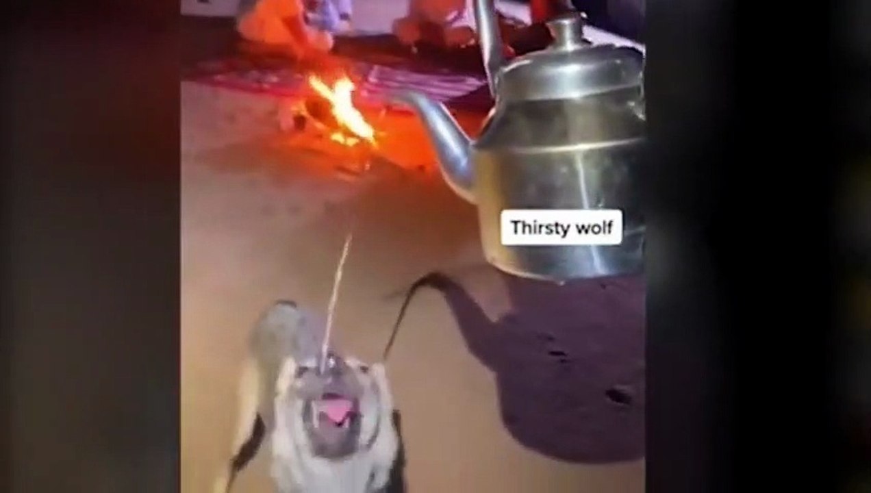 thirsty animal