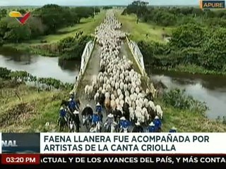 Apure | Realizan el mayor arreo de Venezuela con más de 6 mil mautes