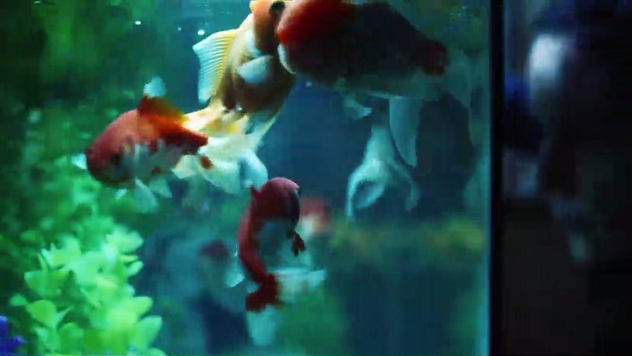 Présenté comme un des espoirs du cinéma américain, Angus Cloud, connu grâce à la série Euphoria, est décédé à 25 ans, une semaine après la mort de son père