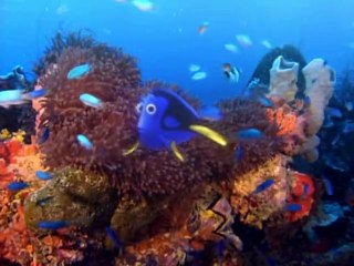 Exploring the Reef | movie | 2003 | Official Clip