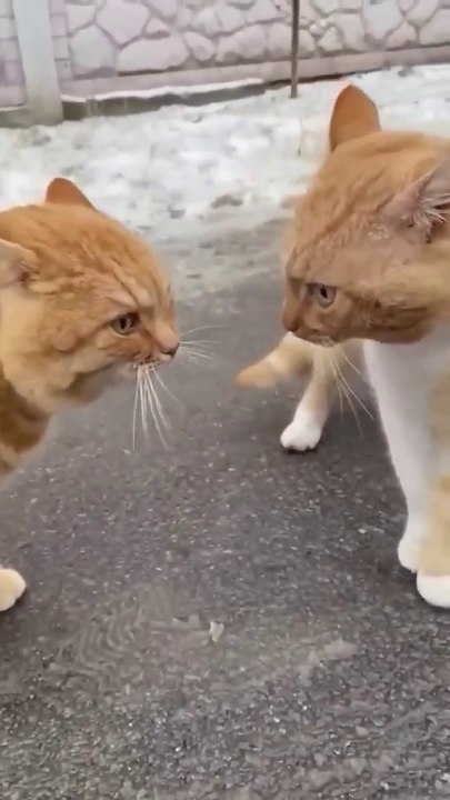 Funniest Cat Videos That Will Make You Laugh #shorts #funny #cats #cat