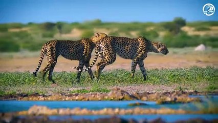 The Moment The Big Cat Was Injured Left Viewers In Awe