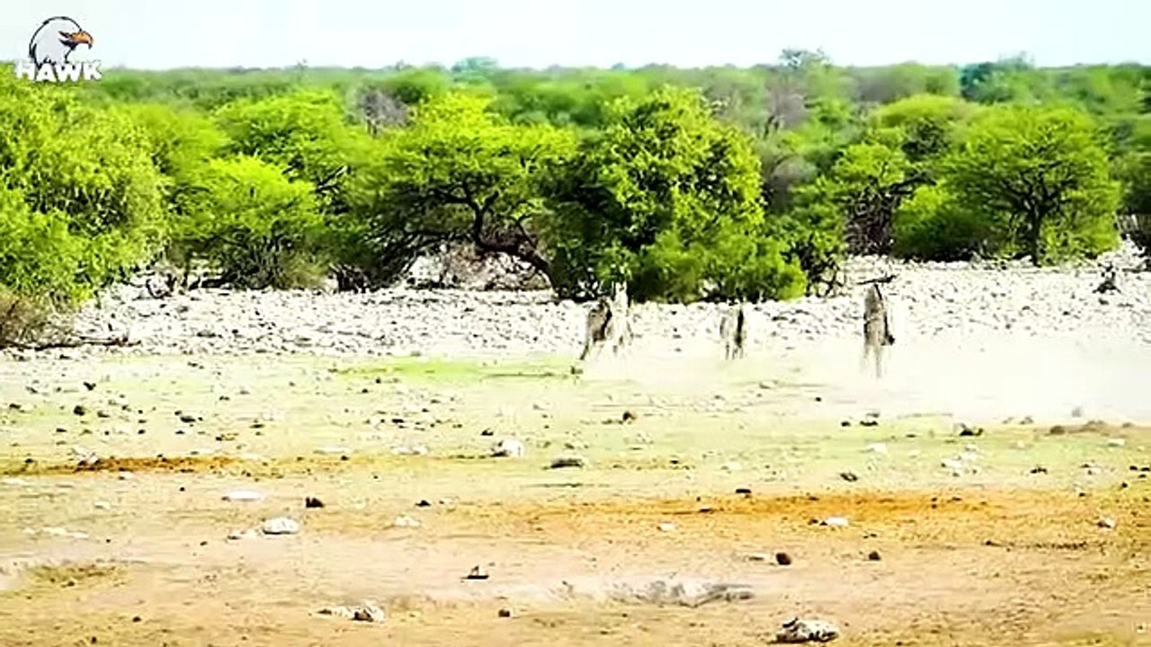 30 Moments Zebra Family Goes Crazy Tortures Lion To Disability to Avenge For Their Baby