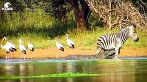 30 Tragic Fate Of A Zebra At Hands Of Nature's Most Ruthless Enemy   Animal Fight
