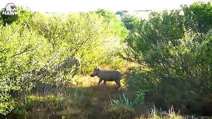30 Tragic Ending When Lions Hunt Alone! Warthogs Attack The Lion Mercilessly   Animal Fight