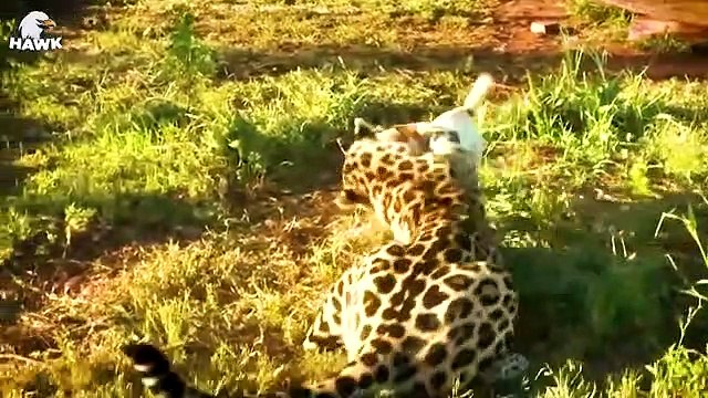 30 Times Big Dog Vs Big Cat, What Happens To The Dog Wild Animals