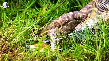 30 Stupid Pythons Trying To Escape Impala's Horns, What Happens   Animal fights
