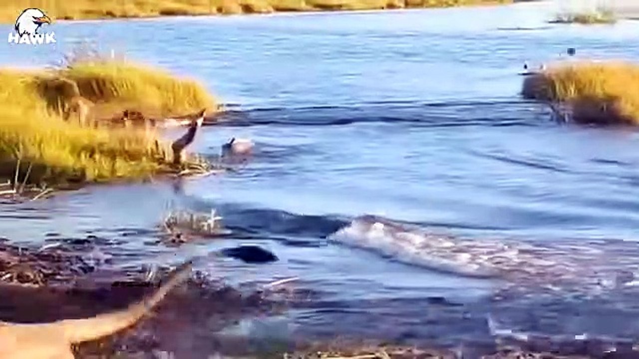 30 Moments Wild Horses Face Danger From a Bloodthirsty Lion, What Happens Next   Animal Fight