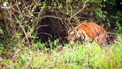 30 Scary Moments When Big Cats and Wild Animals Get Injured